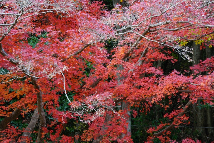 スマホで綺麗な写真が撮れるのに 僕らはなぜデジタルカメラを使うのか Kotobako コトバコ